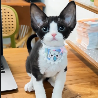 🐈 The AI Kitten – Your 24/7 Emotional Companion for Instant Healing